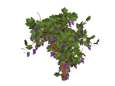 Lush Vibrant Green Leaf Arbor With Ripe Purple Fruits On Branches 3d model