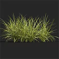 Green Grass with Slender Leaves in Clustered Growth Against Black Background