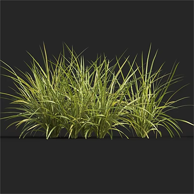Green Grass with Slender Leaves in Clustered Growth Against Black Background 3d model
