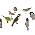 Various Colorful Birds of Different Species with Diverse Feather Patterns in Natural Poses