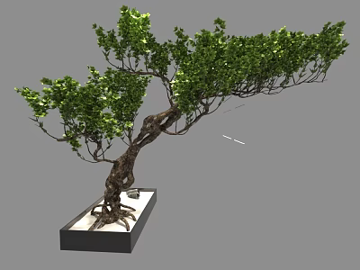 Bonsai Tree With Twisted Trunk Lush Green Leaves And Exposed Roots In Square Pot 3d model