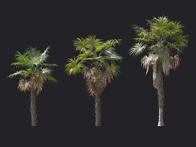Three Different Palm Trees With Green Leaves And Brown Trunks 3d model