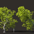 Two Tall Lush Green Trees With Human Figure For Size Reference