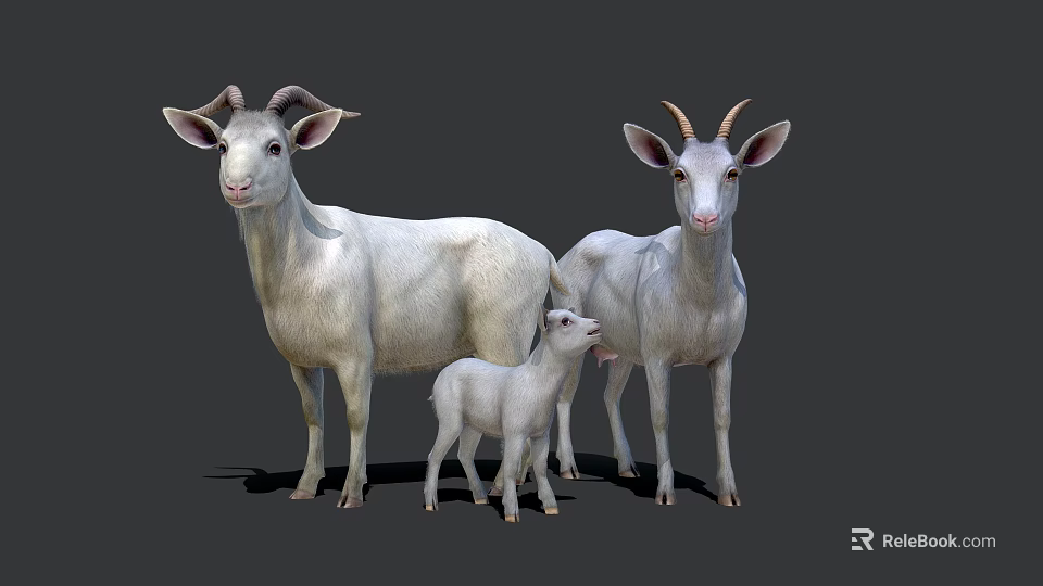 White Goats Family Group With Adult And Baby Standing On Gray Background 3d model 