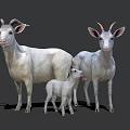 White Goats Family Group With Adult And Baby Standing On Gray Background