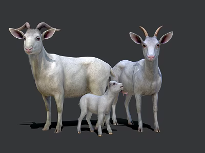 goat animal husbandry sheep mammal domestic animal 3d model goat animal husbandry sheep mammal domestic animal 3d model