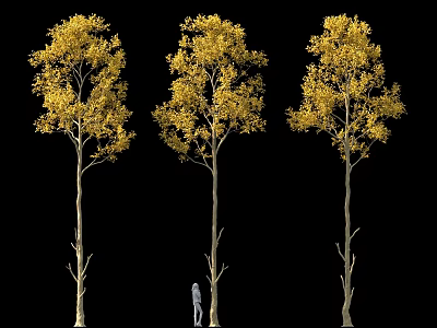 Three Golden Yellow Leaf Trees Against Black Background With Small Figure Under 3d model