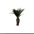 Detailed Sago Palm Tree With Pinnate Green Fronds And Textured Trunk