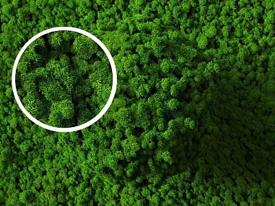 Lush Green Living Wall With Dense Foliage And Circular Highlight 3d model