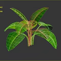 Banana Leaf Plant With Large Green Leaves And Green Stems On Dark Background