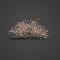 Beautiful Pink Cherry Blossom Tree For Spring Themed Food Presentation