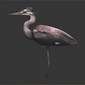 Pink and Purple Heron with Long Legs Standing on Transparent Base Against Dark Background