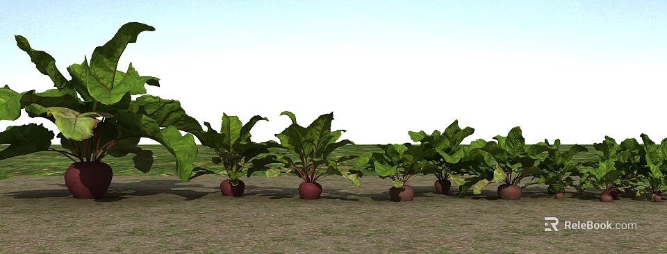 Fresh Beets Growing In Field With Green Leaves And Red Roots 3d model 