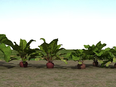 Fresh Beets Growing In Field With Green Leaves And Red Roots 3d model