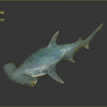 Blue Hammerhead Shark Lifelike Model on Black Surface with Gray Background 3d model