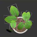 Green Leaf Plant With Pink Stem In Gray Concrete Pot On Dark Background