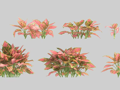 Various Colorful Decorative Plants With Pink And Green Leaves For Home Decoration 3d model