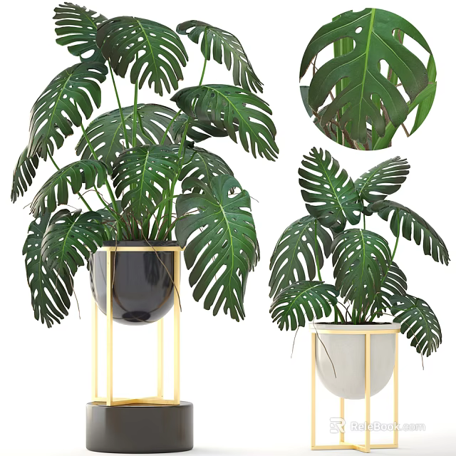 Monstera Potted Plants With Golden Stand And Black White Pots For Indoor Decoration 3d model 