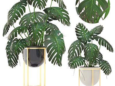 Monstera Potted Plants With Golden Stand And Black White Pots For Indoor Decoration 3d model