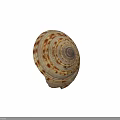 Intricate Natural Seashell With Spiral Pattern And Brown White Stripes