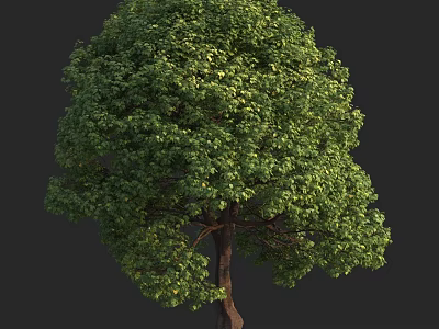 Lush Green Arbor With Dense Foliage And Brown Trunk In Natural View 3d model