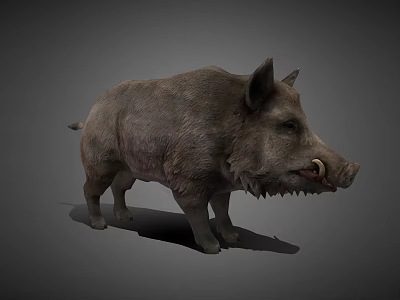 Realistic Standing Wild Boar With Gray Fur Sharp Tusks And Detailed Features 3d model