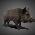 Realistic Standing Wild Boar With Gray Fur Sharp Tusks And Detailed Features