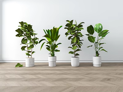 Various Bonsai Potted Green Plants In White Pots Arranged On Indoor Wooden Floor 3d model