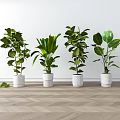 Various Bonsai Potted Green Plants In White Pots Arranged On Indoor Wooden Floor