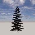 Tall Arbor Standing Against Blue Sky With White Clouds And Open Ground