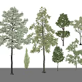 Various Arbor Tree Species With Diverse Foliage And Heights For Landscape 3d model