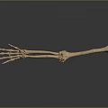 Anatomical Human Hand And Forearm Skeletal Model With Finger Bones And Joint Details