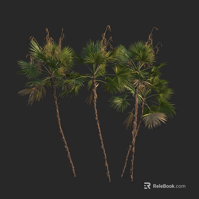 Tall Palm Trees With Slender Trunks And Large Fan Shaped Leaves On Black Background 3d model 