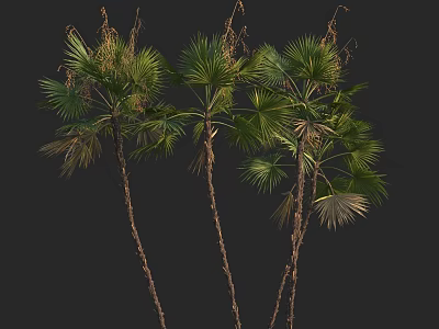 Tall Palm Trees With Slender Trunks And Large Fan Shaped Leaves On Black Background 3d model