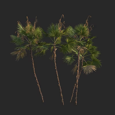 Tall Palm Trees With Slender Trunks And Large Fan Shaped Leaves On Black Background 3d model
