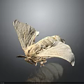 White Moth With Spread Wings And Detailed Texture On Dark Background 3d model