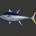 Blue and White Tuna Fish with Yellow Spots on Shiny Reflective Surface