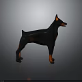 Black and Red Doberman Pinscher in Standing Pose with Sleek Coat on Neutral Gray Background