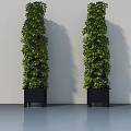 Tall Green Potted Plants in Black Square Pots Against White Wall and Smooth Floor