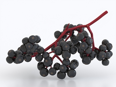 elderberry medicinal herbs blueberry 3d model