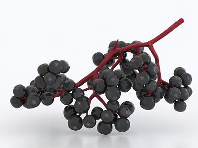 Fresh Ripe Black Berries on Red Stems Against White Background Natural View 3d model