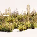 Lush Mixed Shrubs With Green And Yellow Foliage In Natural Outdoor Setting