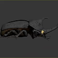Detailed 3D Model of Metallic Flying Beetle with Gray Copper Carapace and Horned Head