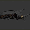 Modern Beetle Beetle 3d model