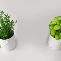 Two White Bucket Shaped Planters With Green Herb Potted Plants On White Background