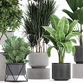 Various Green Potted Plants With Large Leaves And Modern Geometric Planters