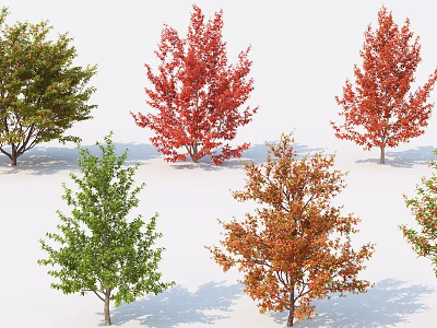 Various Arbor Trees With Green Red Orange Foliage And Natural Shadows 3d model
