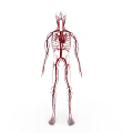 Human Body Organ System Showing Blood Vessels and Circulatory Network Anatomical Structure