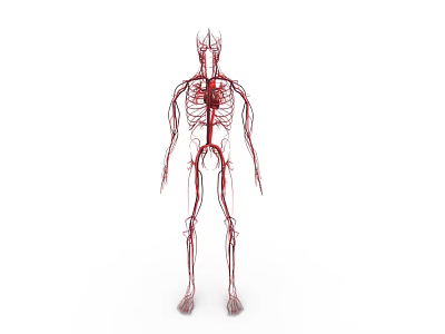 Human Body Organ System Showing Blood Vessels and Circulatory Network Anatomical Structure 3d model