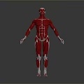 Medical Device For Human Muscle Anatomy Education With Clear Structure Model
